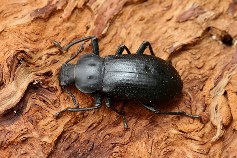 The Iphthiminus italicus was assessed to be endangered.